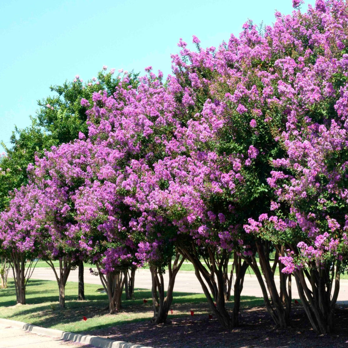 Catawba Crape Myrtle - The Greenhouse