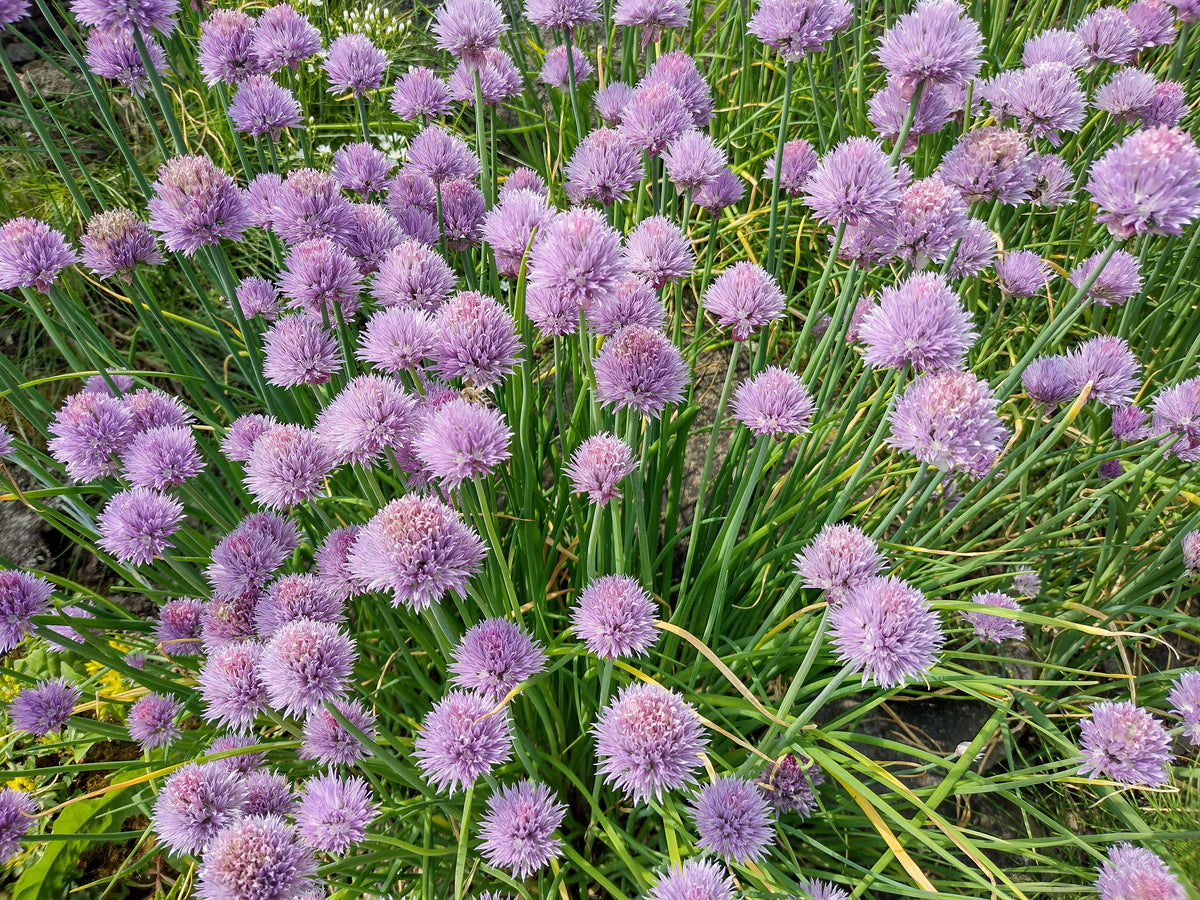 Chives Allium