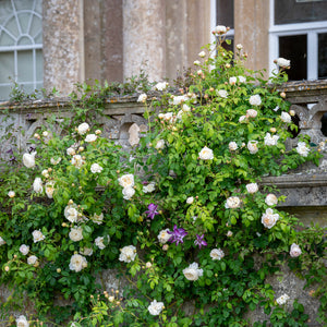 Claire Austin Climbing Rose (Bare Root)