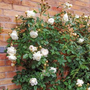 Claire Austin Climbing Rose (Bare Root)