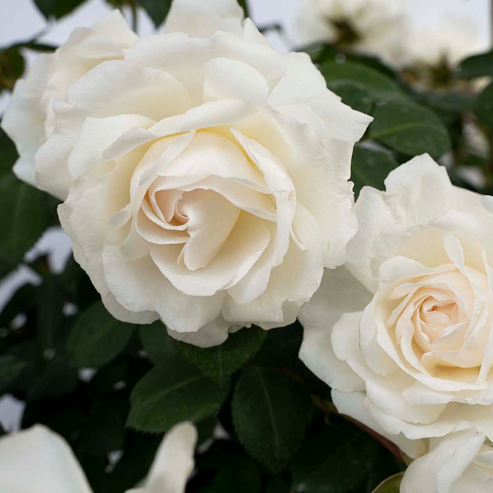Cloud 10™ Climbing Rose
