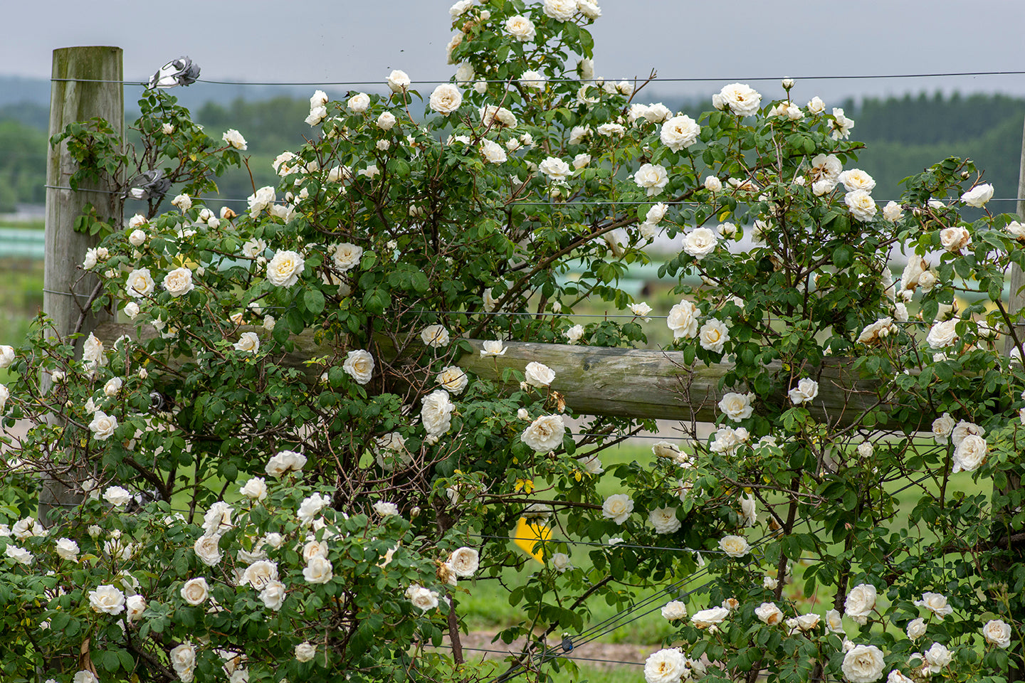 Cloud 10™ Climbing Rose