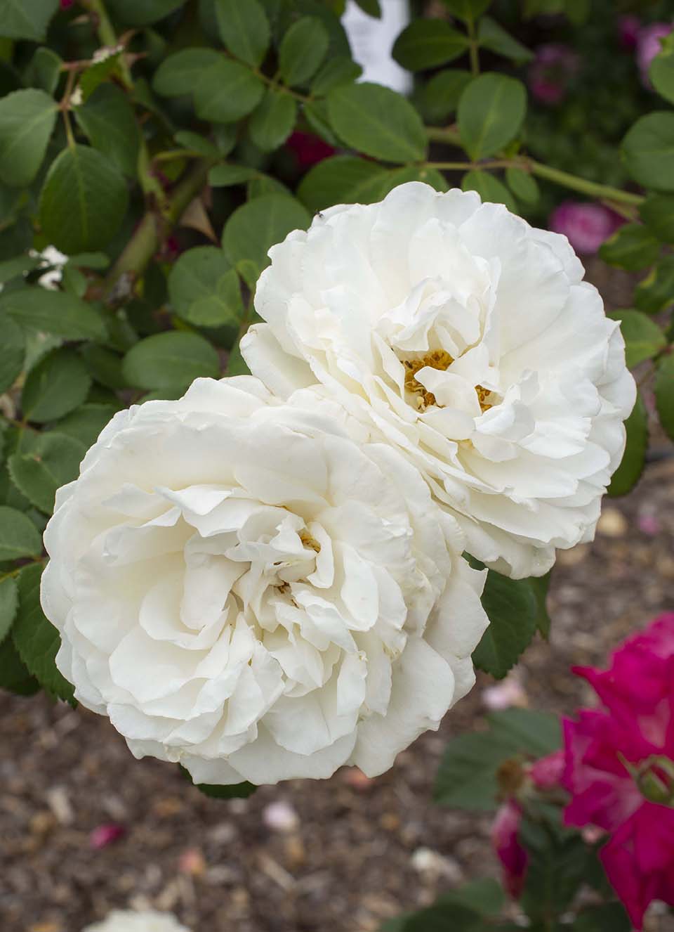 Cloud 10™ Climbing Rose