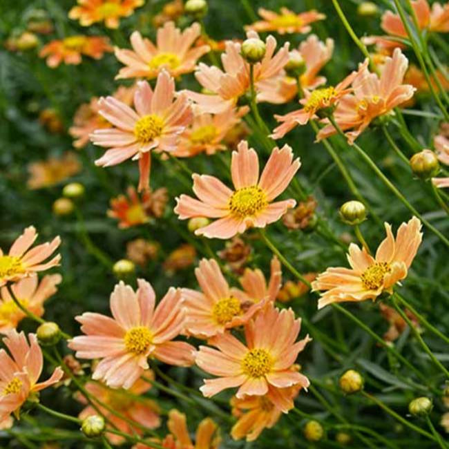 Crème Caramel™ Coreopsis