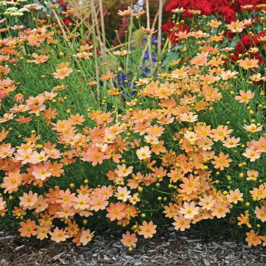 Crème Caramel™ Coreopsis