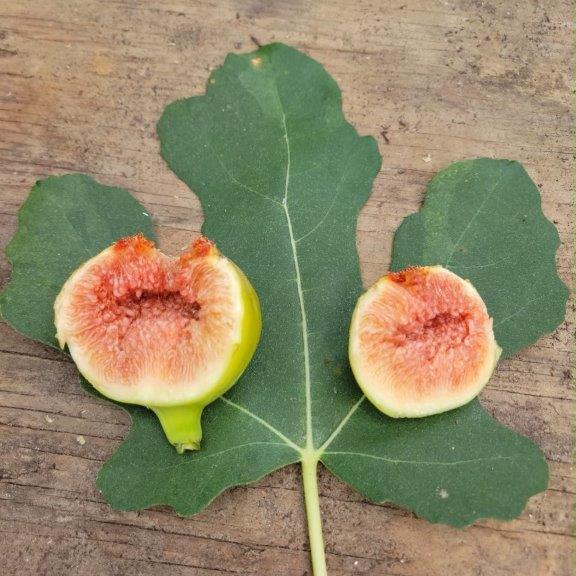 Red Fig Color Red Fig Tree