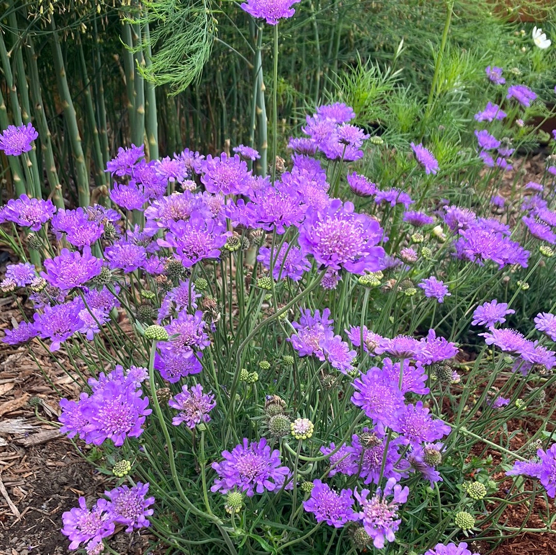 Butterfly Blue Pincushion Flower (Scabiosa)