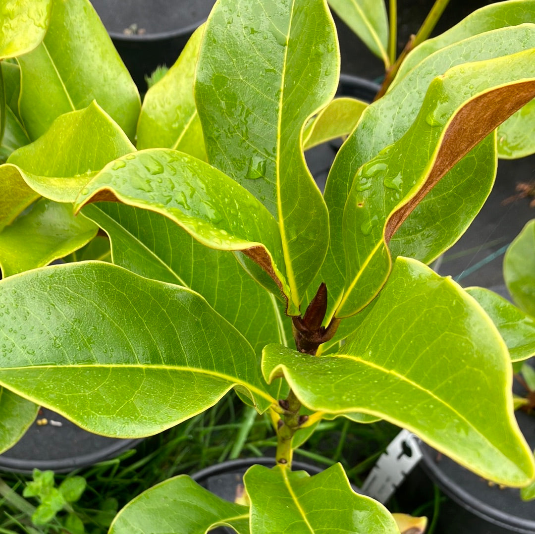 Bracken&#39;s Brown Beauty Magnolia