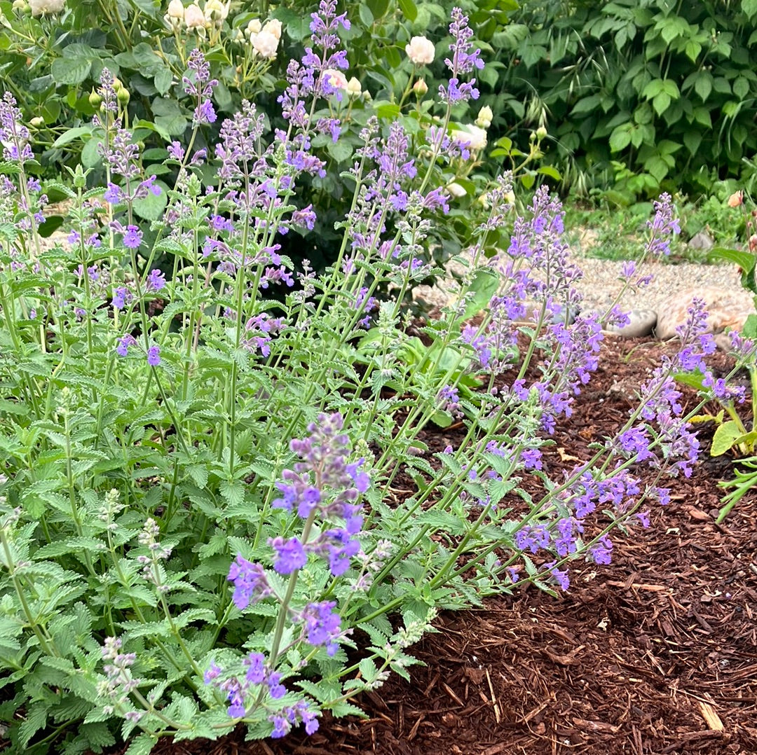 Nepeta &#39;Walker&#39;s Low&#39; Catmint