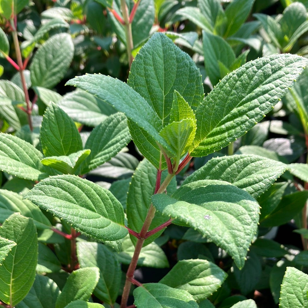 Little Quick Fire® Panicle Hydrangea