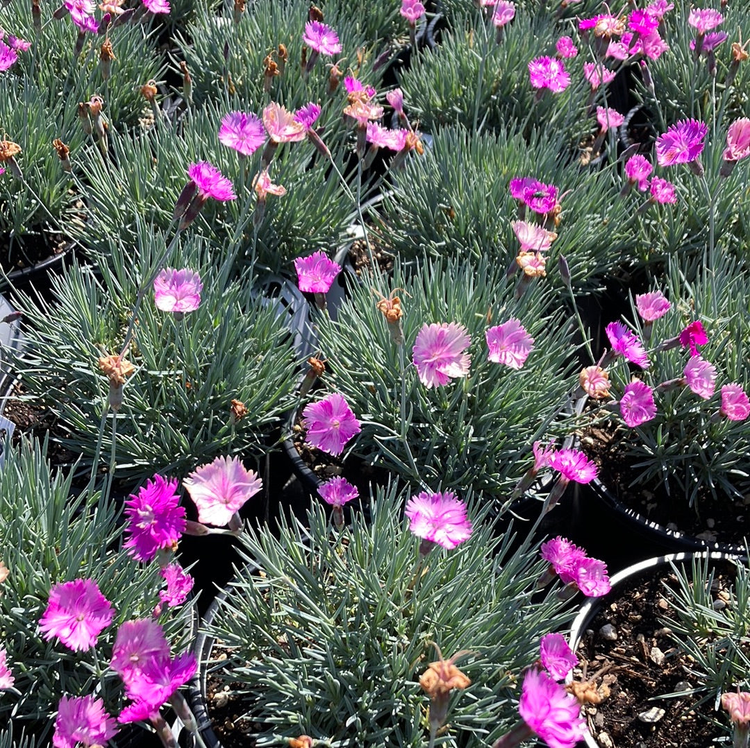 Dianthus &#39;Neon Star&#39;
