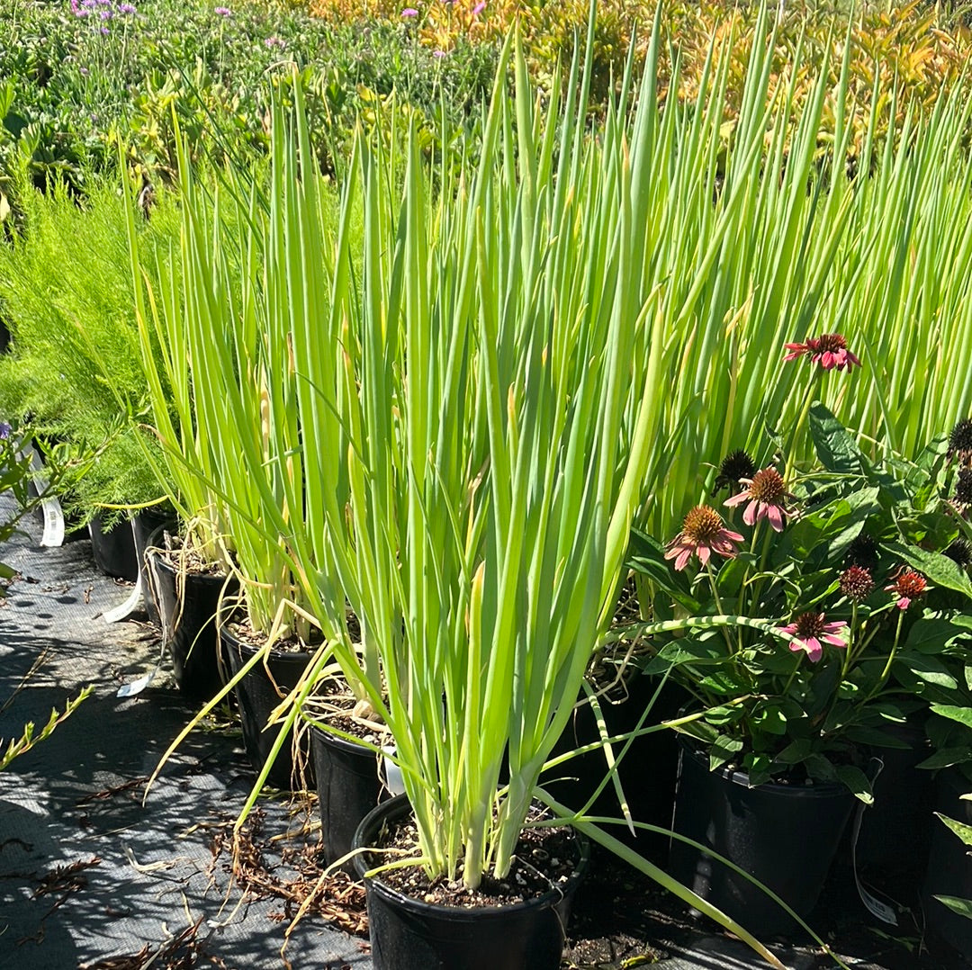 Chives Allium