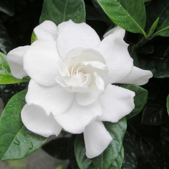 Gardenia Belmont