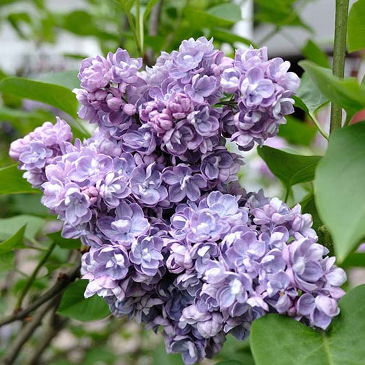 Alice Christenson Lilac
