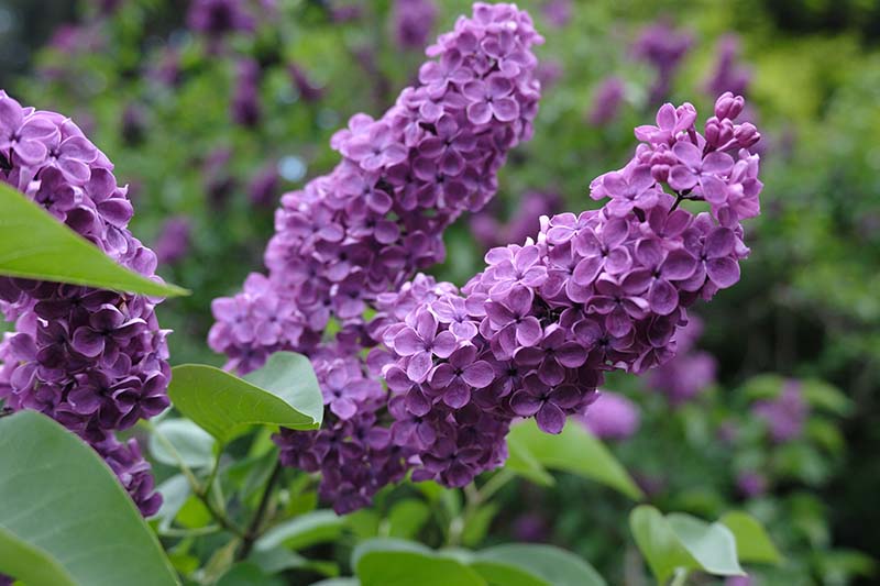 Frank Klager Lilac