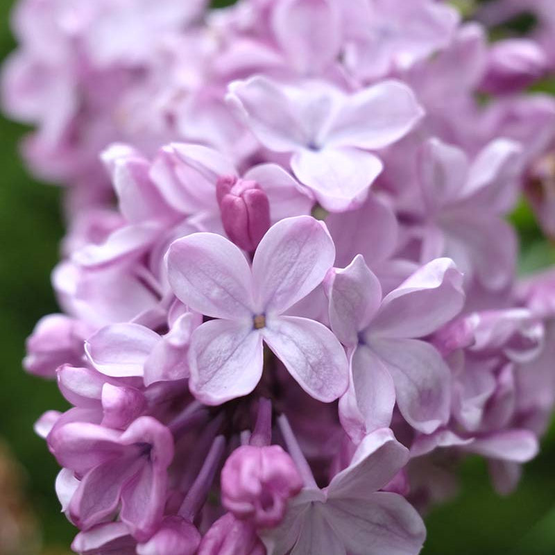 Pink Elizabeth Lilac