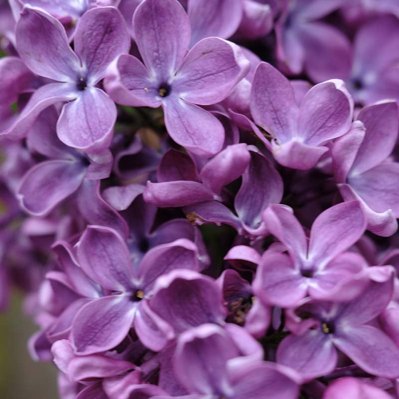 Arch Mckean Lilac