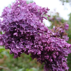Arch Mckean Lilac - The Greenhouse