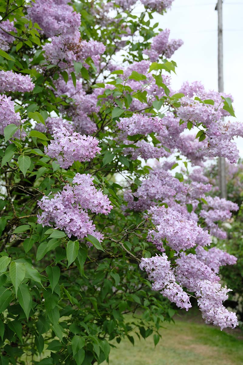 Pink Elizabeth Lilac