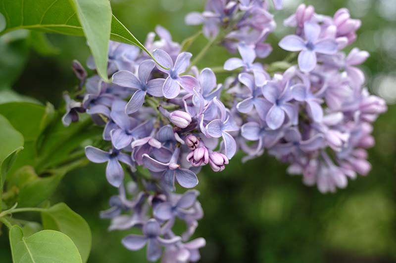 Wonderblue Lilac