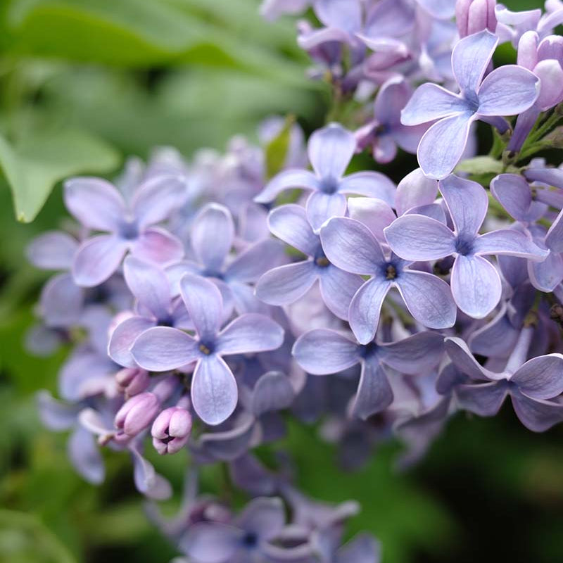 Wonderblue Lilac