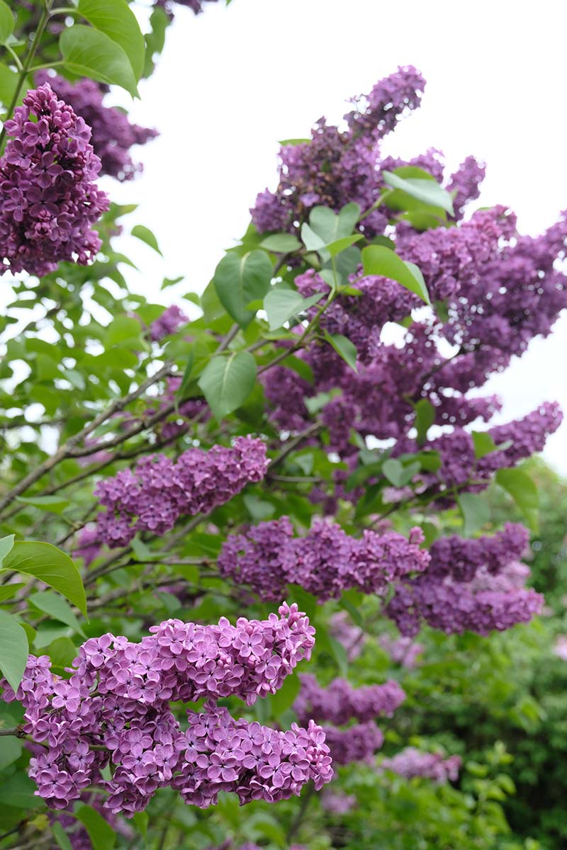 Frank Klager Lilac