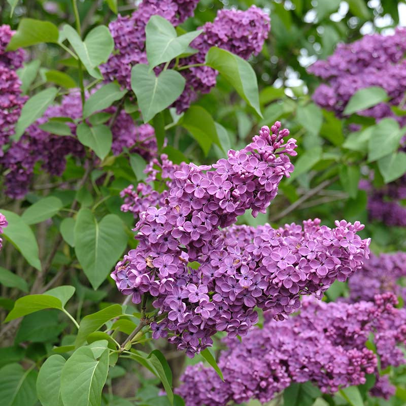 Frank Klager Lilac