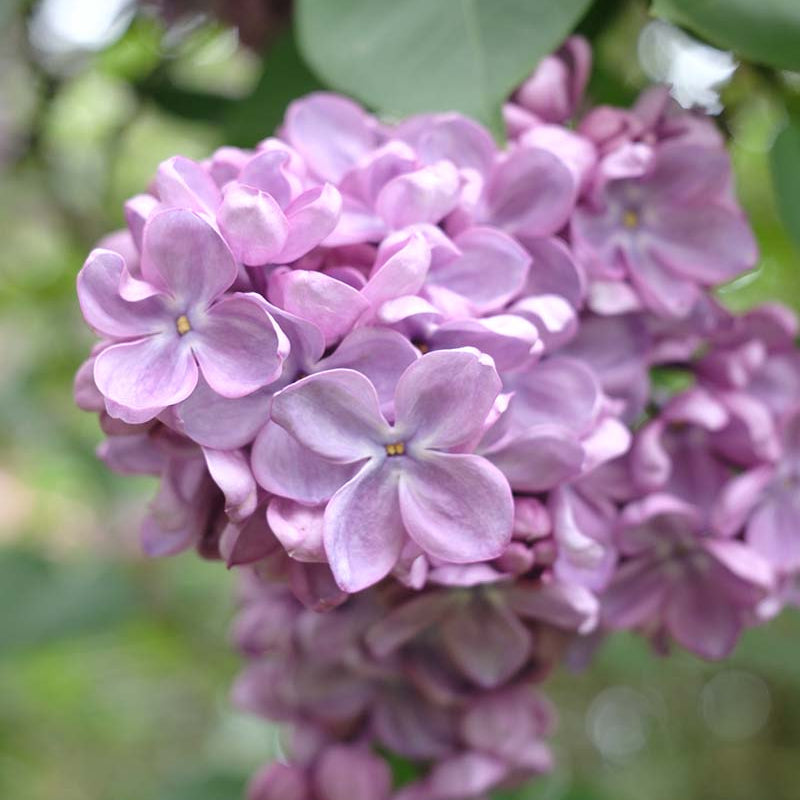 Glory Lilac