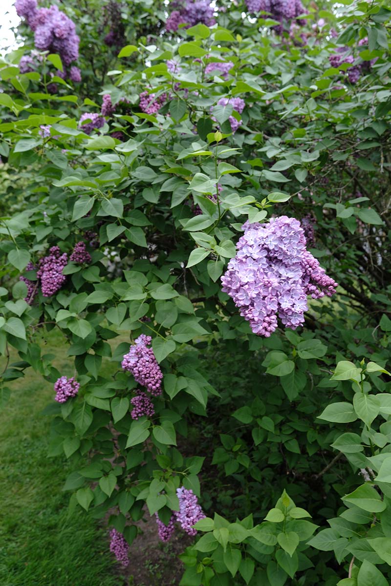 Glory Lilac