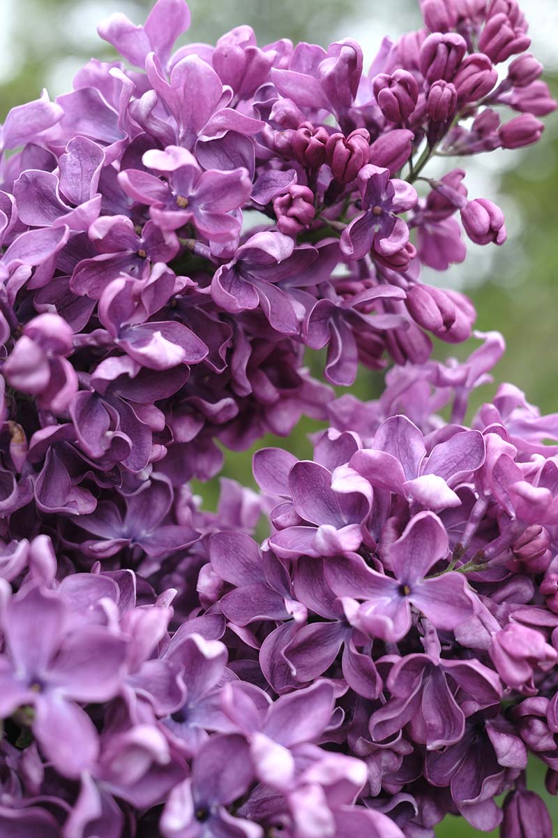 Arch Mckean Lilac
