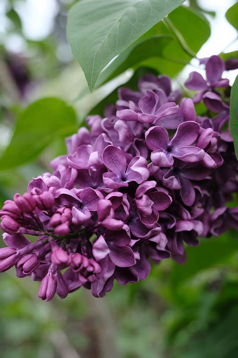 Arch Mckean Lilac