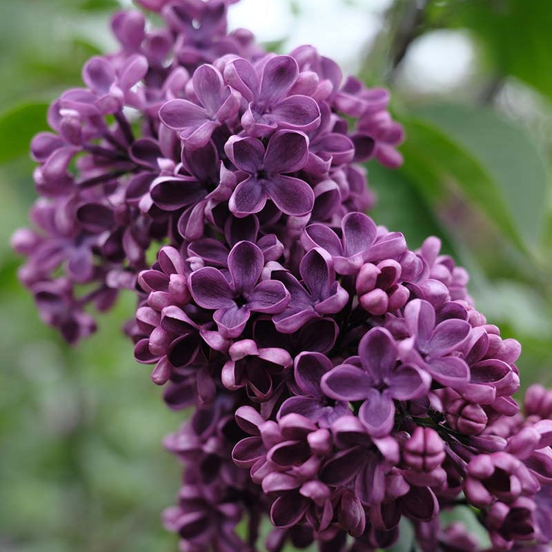 Sarah Sands Lilac