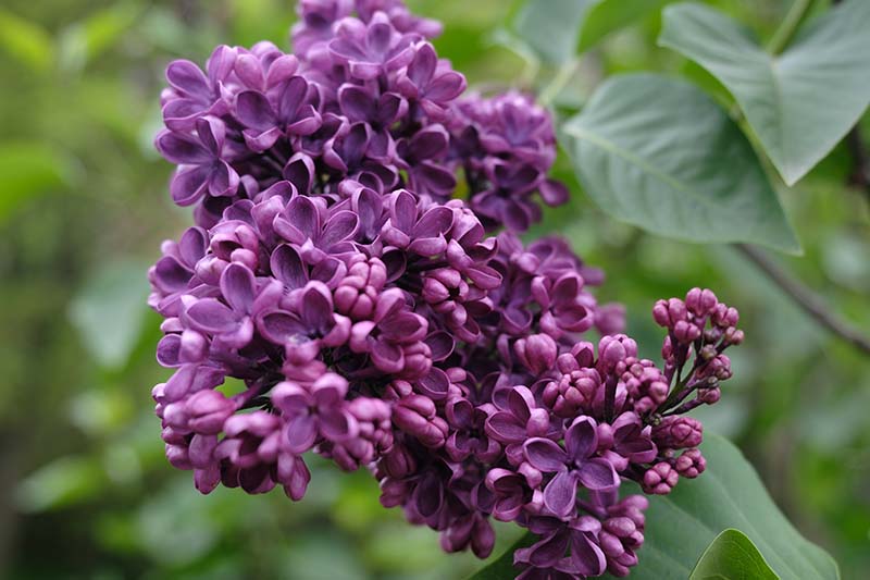 Sarah Sands Lilac