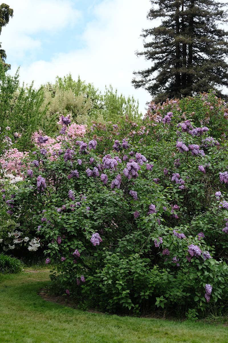 Glory Lilac