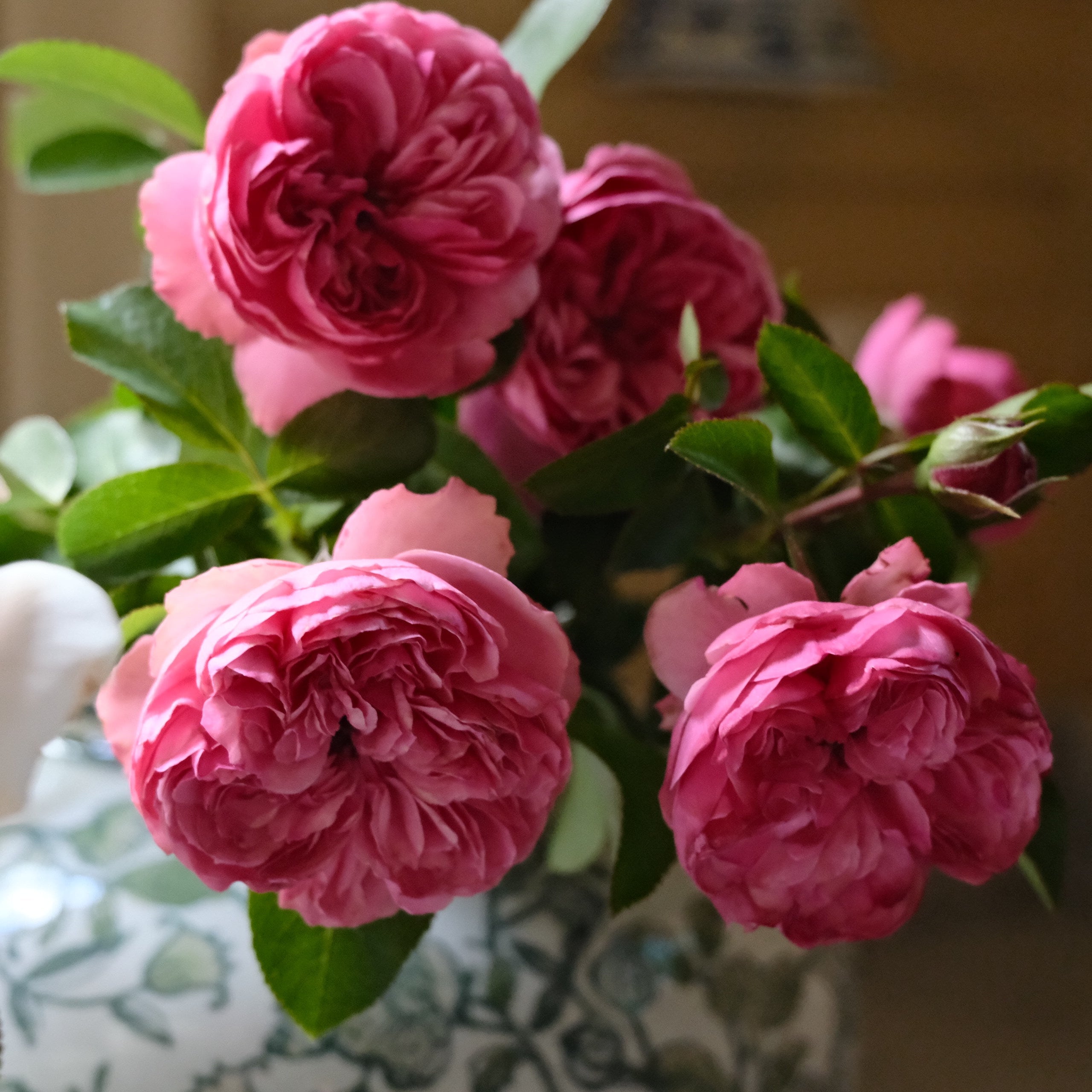 Leonardo da Vinci® Rose