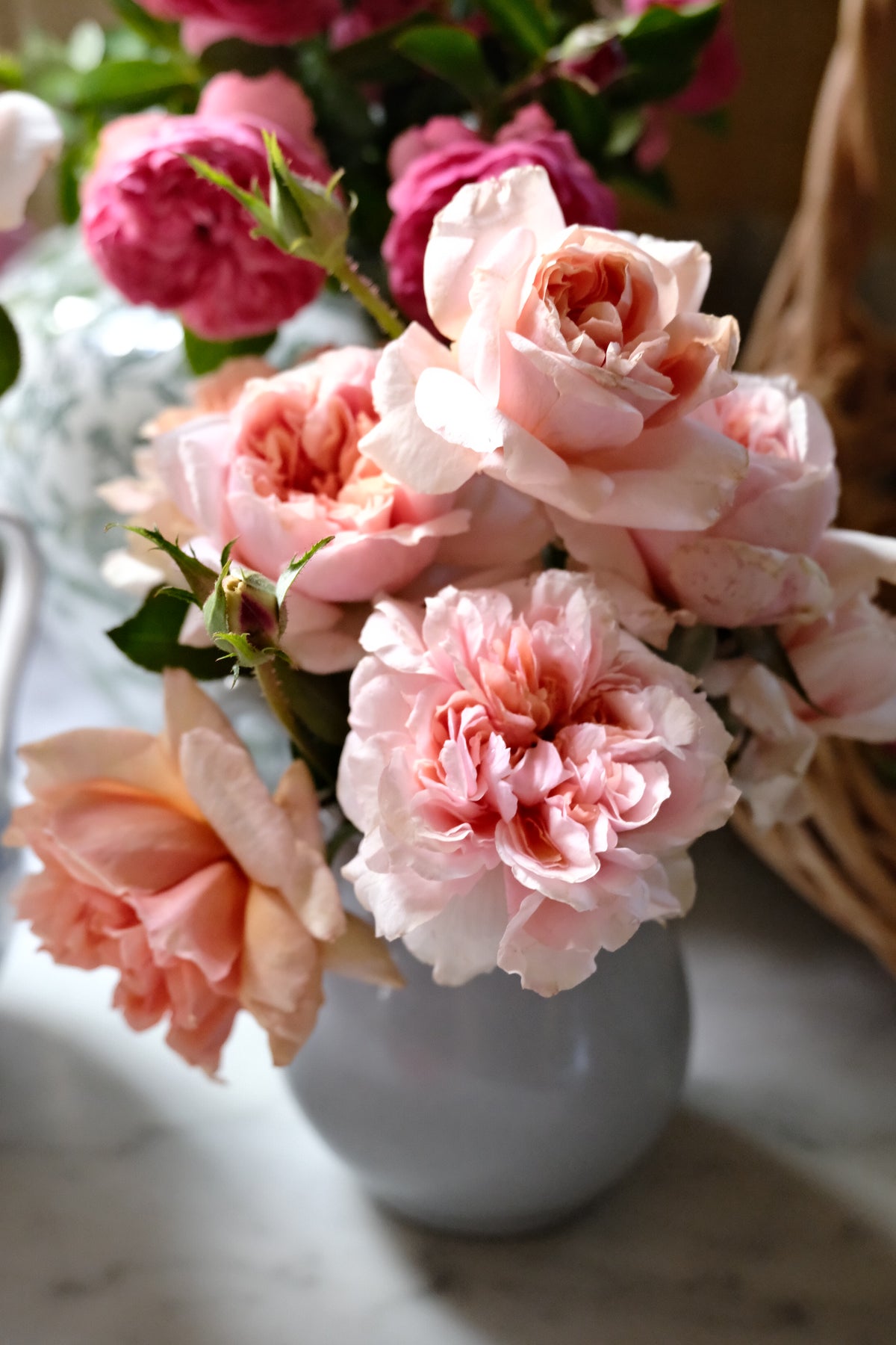 Soul Sister™ Sunbelt® Rose
