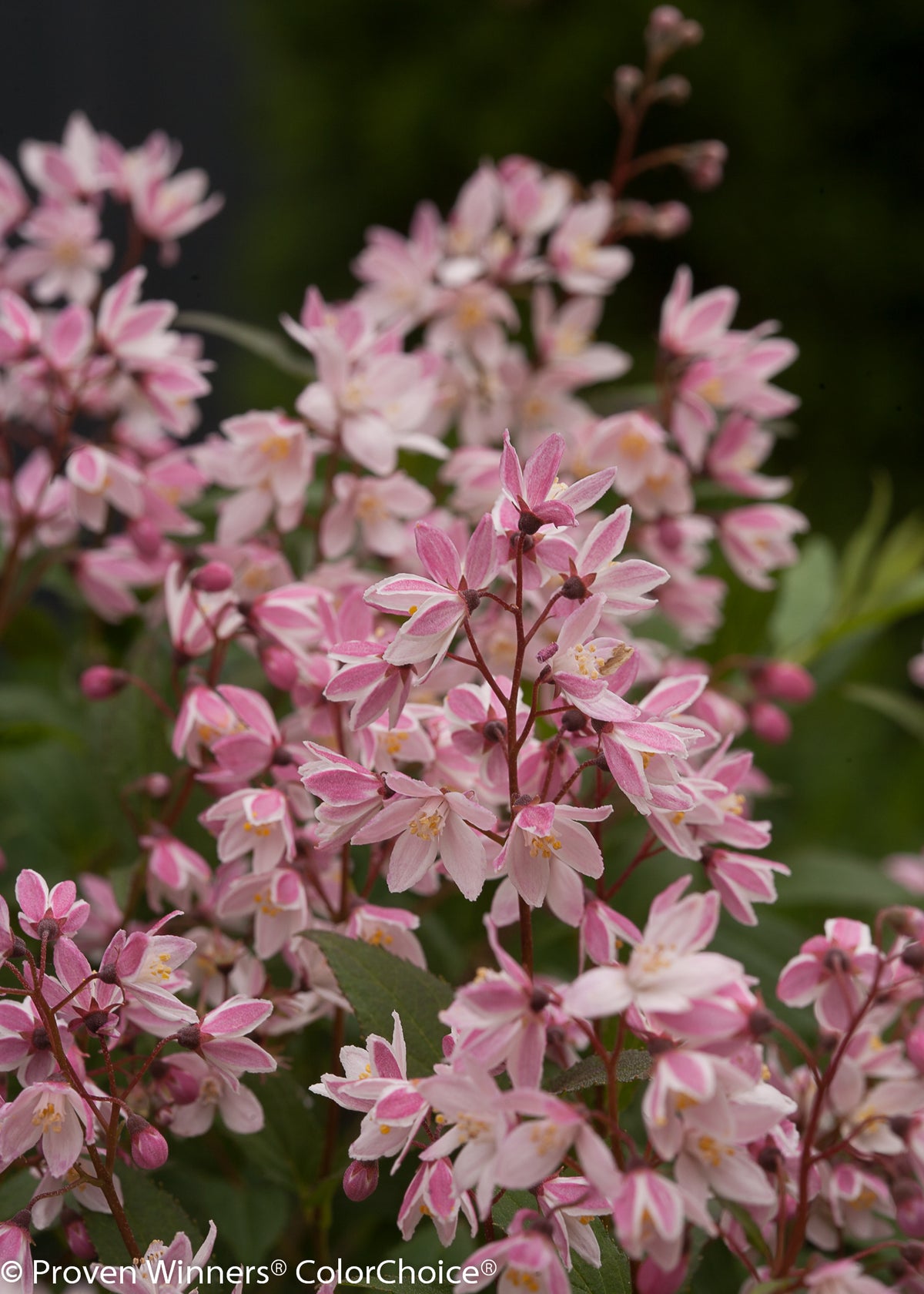 Yuki Cherry Blossom® Deutzia