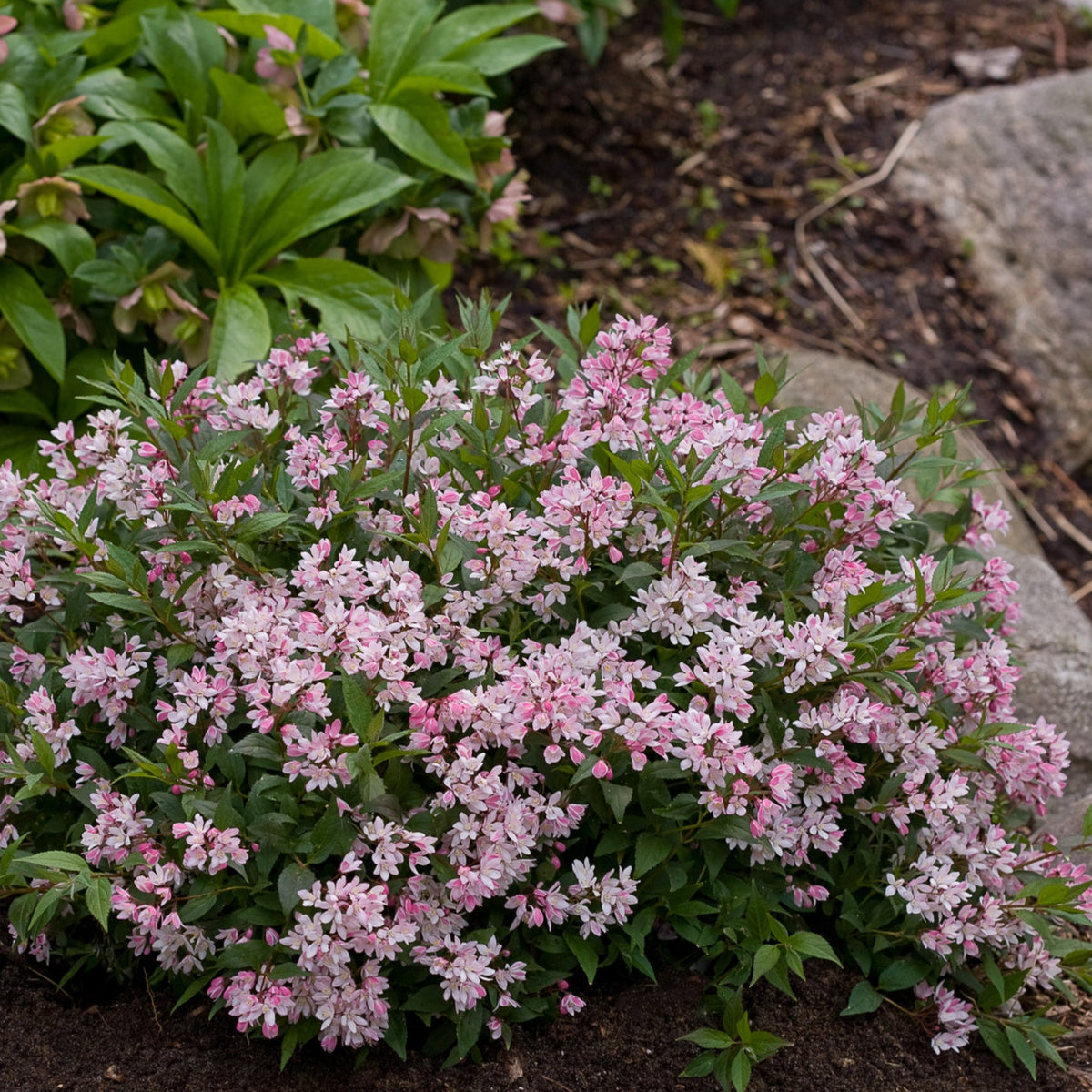 Yuki Cherry Blossom® Deutzia