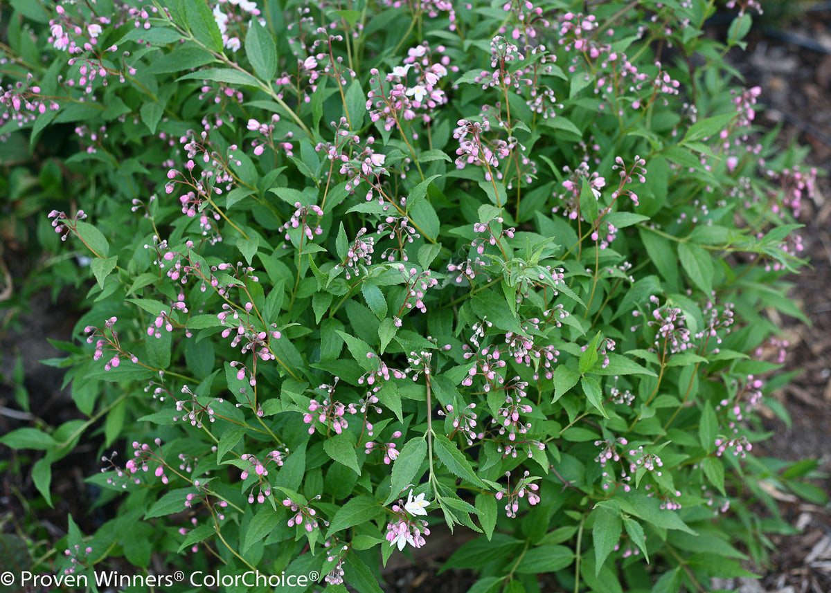 Yuki Cherry Blossom® Deutzia