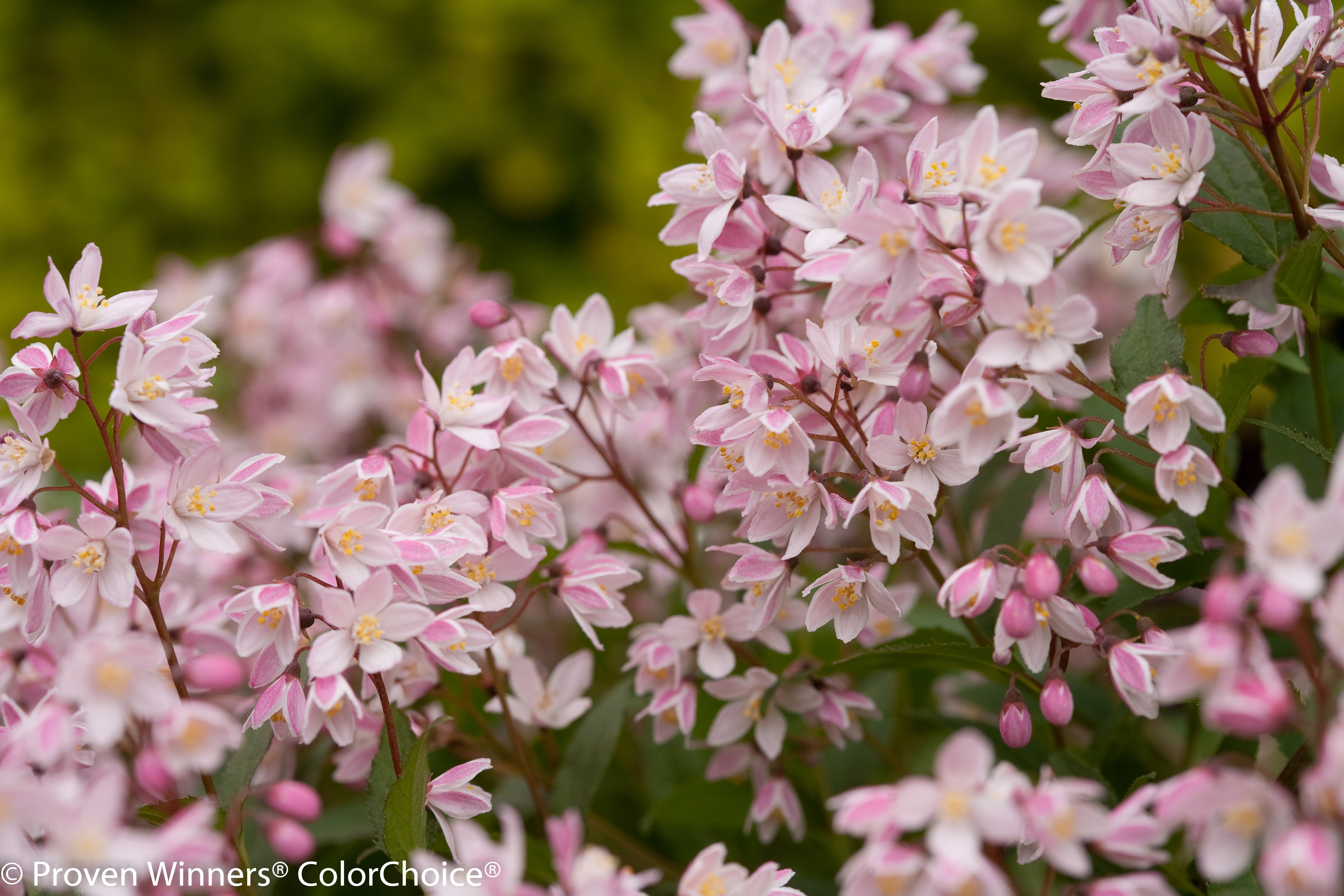 Yuki Cherry Blossom® Deutzia