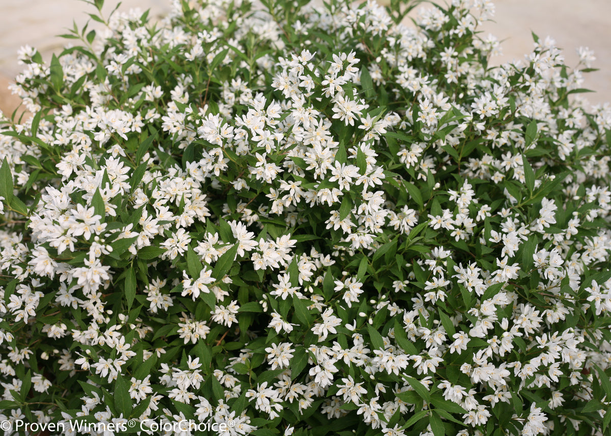 Yuki Snowflake® Deutzia