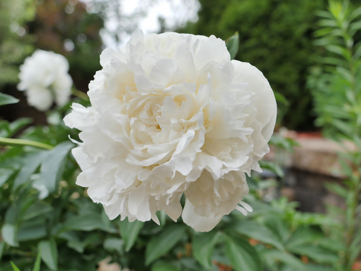 Peony ‘Duchesse de Nemours’ (Bare Root)