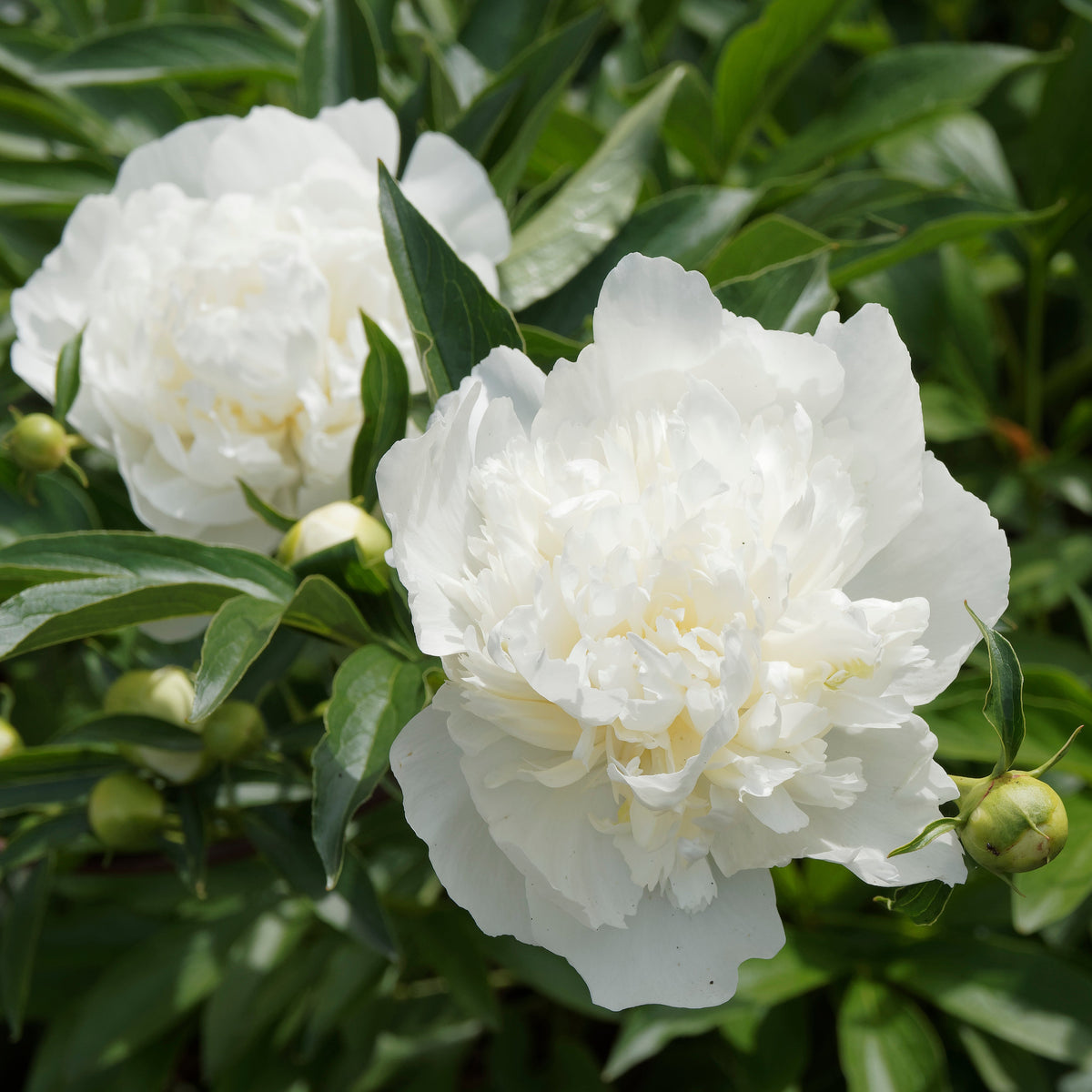 Duchesse De Nemours Peony