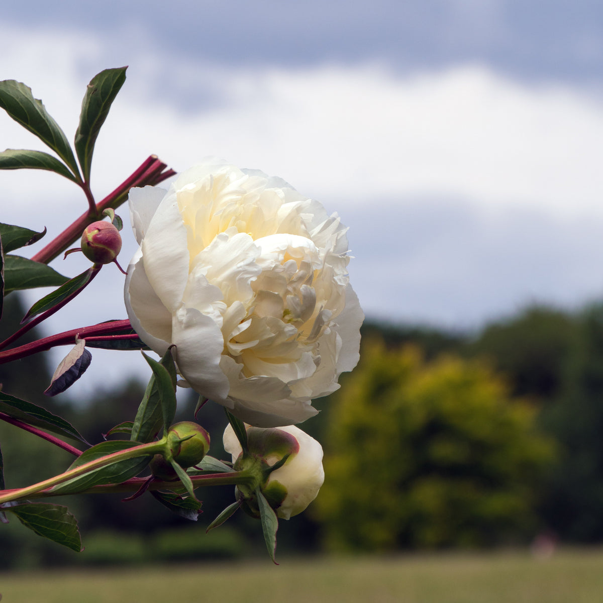 Peony ‘Duchesse de Nemours’ (Bare Root)