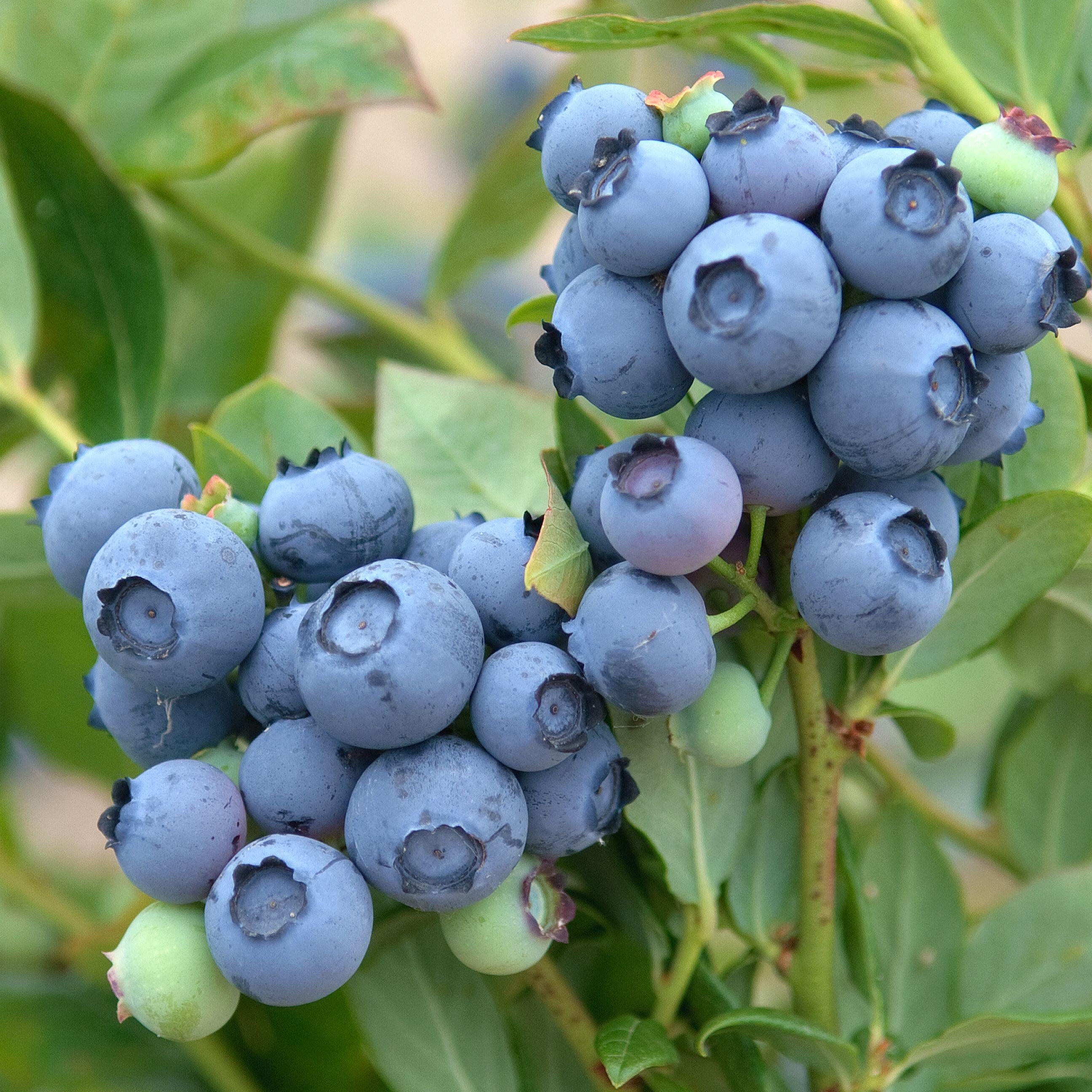 Duke Blueberry