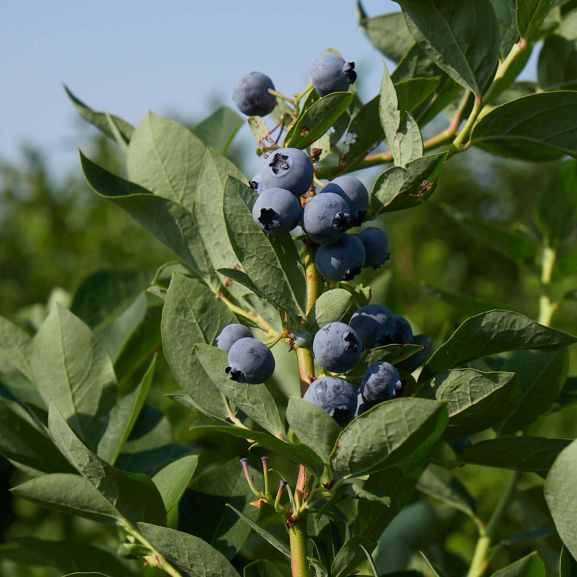Duke Blueberry