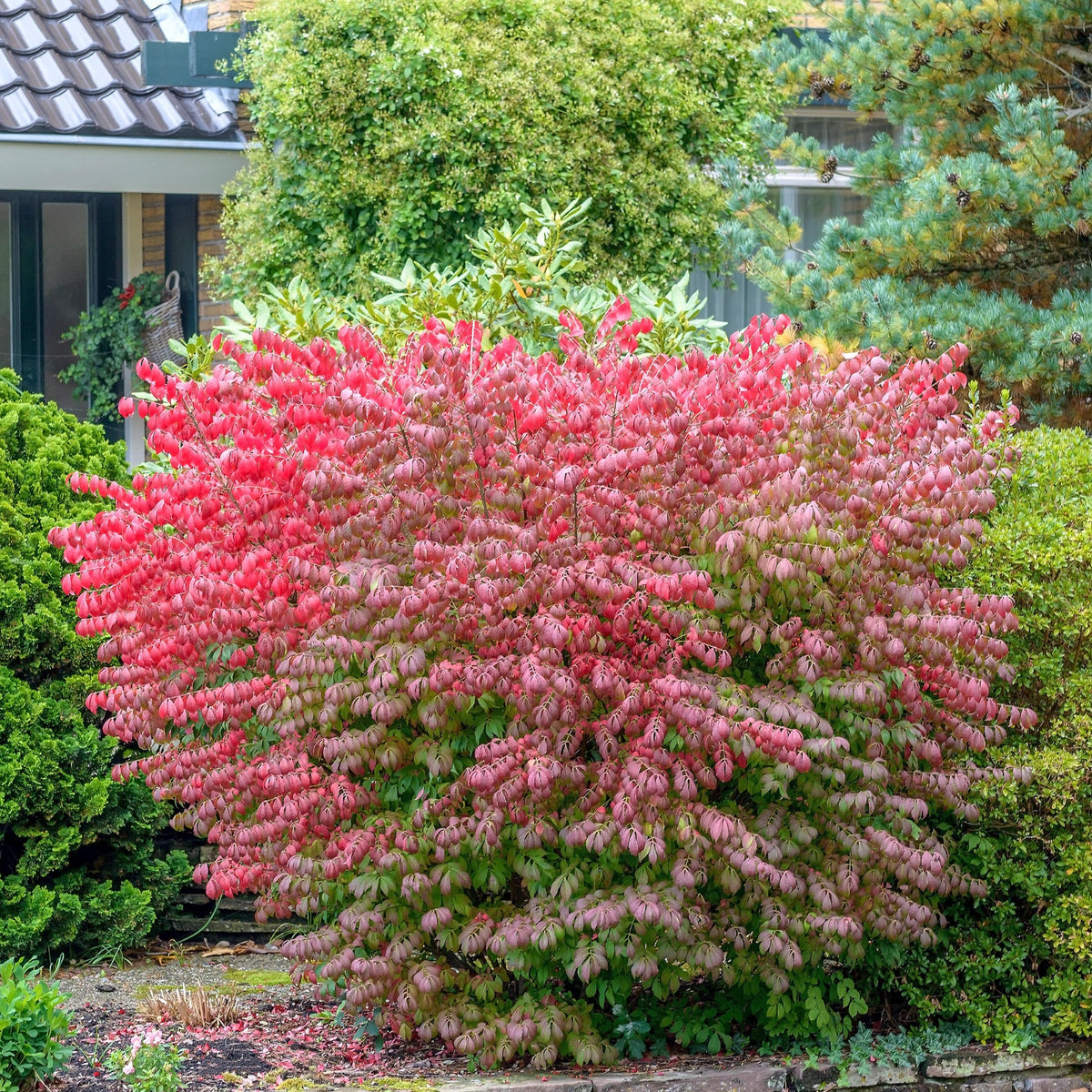Dwarf Burning Bush