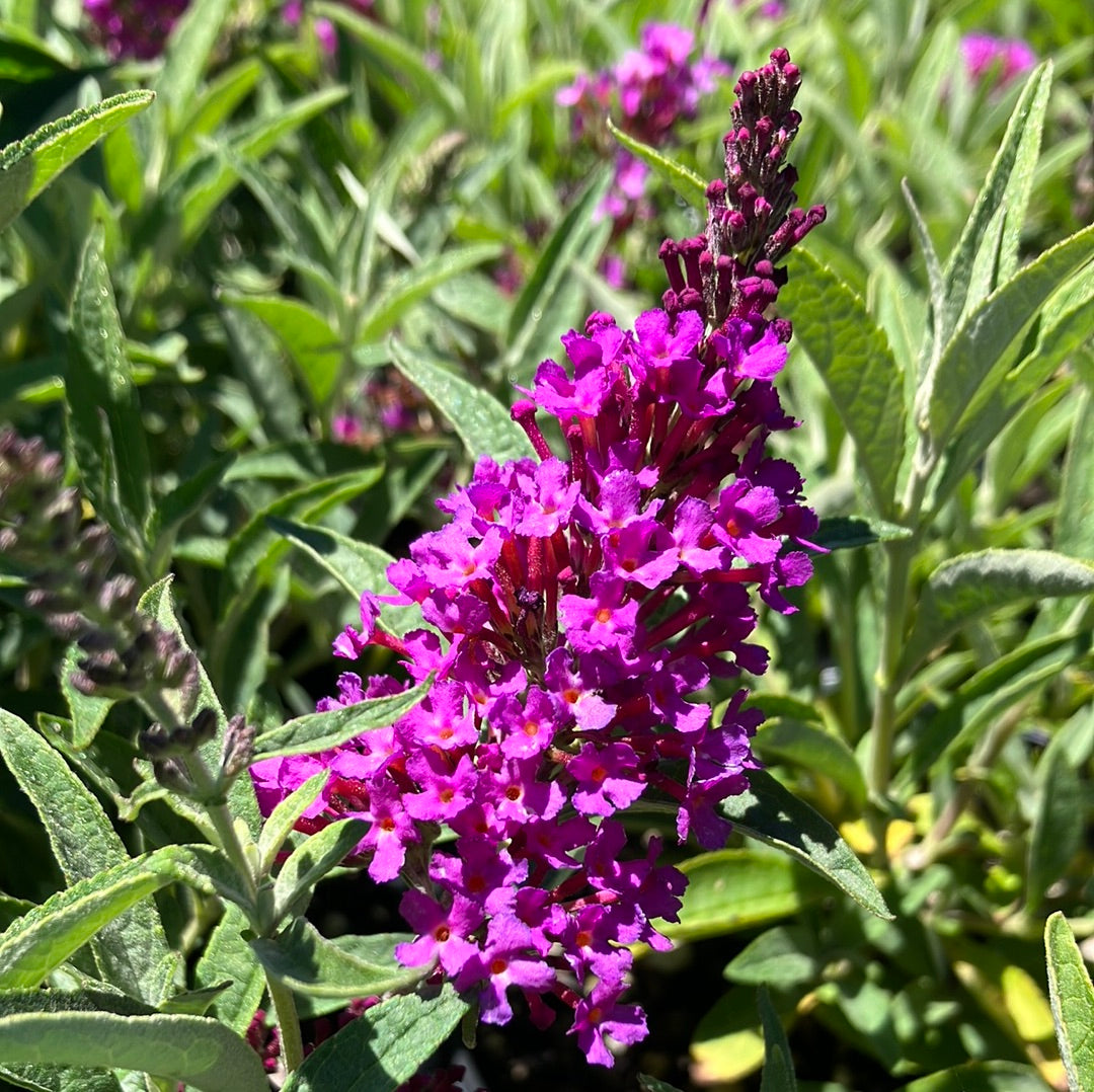 Butterfly Bush ‘Buzz Magenta’