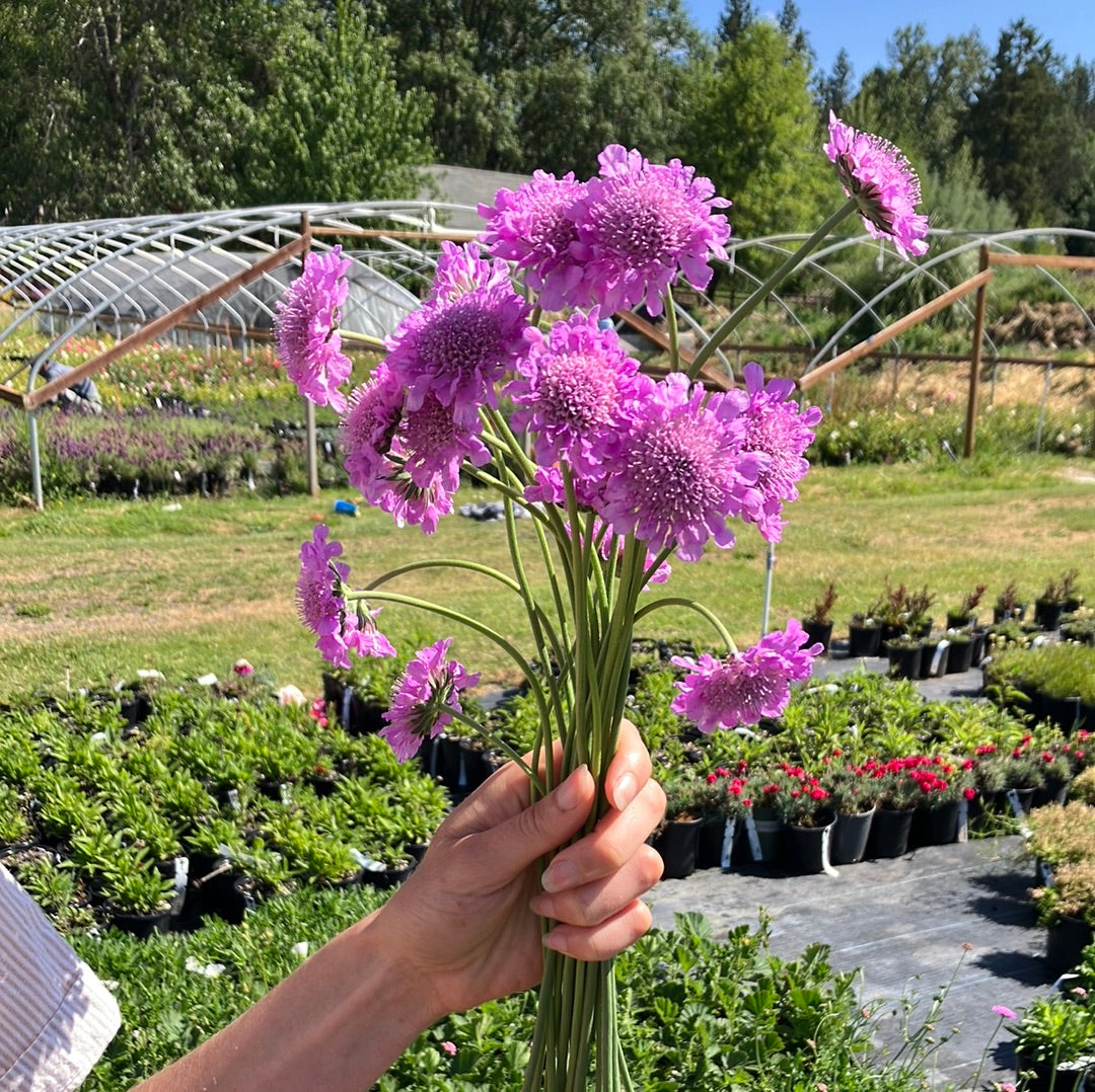 Pink Mist Pincushion Flower