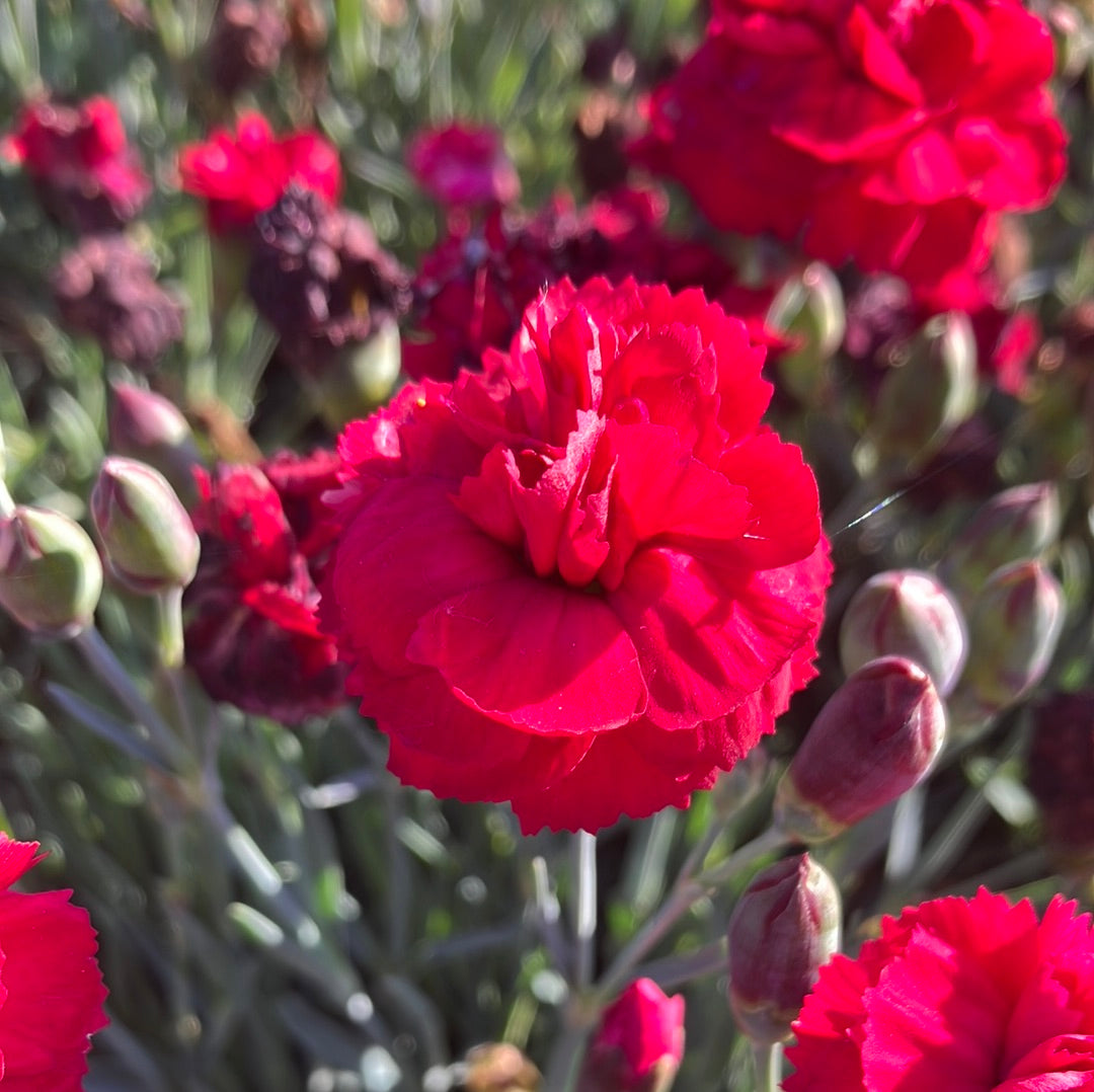 Dianthus Early Bird™ Radiance